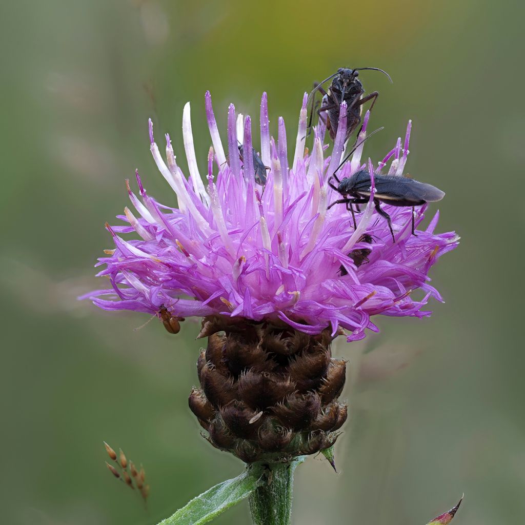 Centaurea jacea