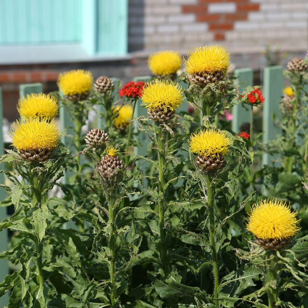 Centaurea macrocephala - Abre puños