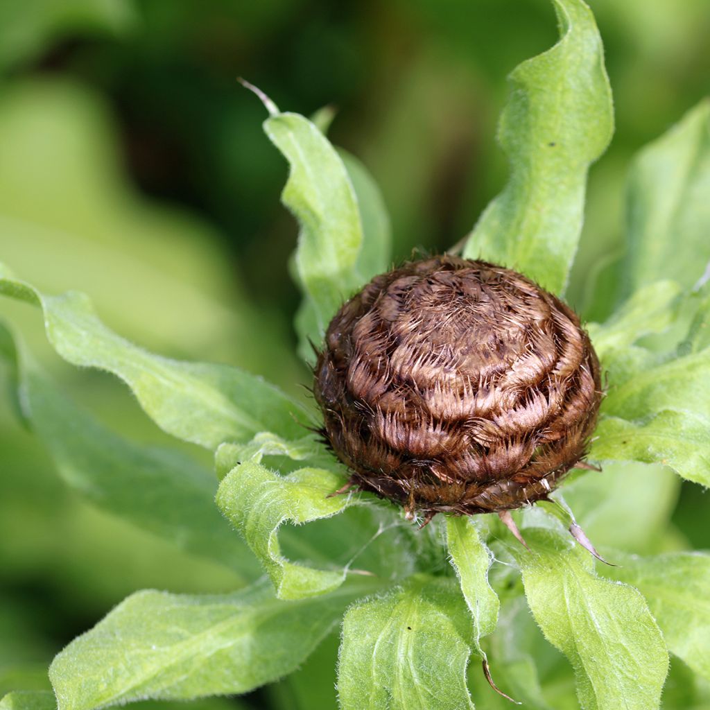 Centaurea macrocephala - Abre puños