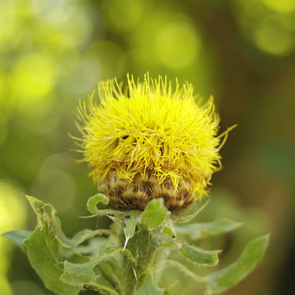 Centaurea macrocephala - Abre puños