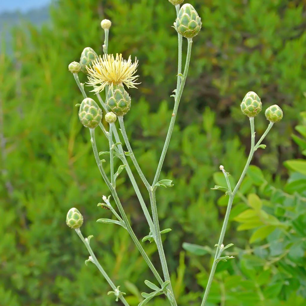 Centaurea orientalis - Abre puños