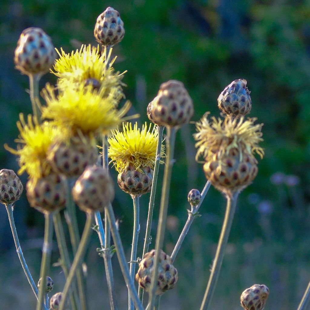 Centaurea orientalis - Abre puños