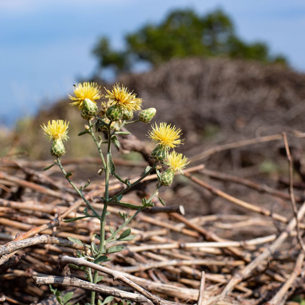 Centaurea orientalis - Abre puños