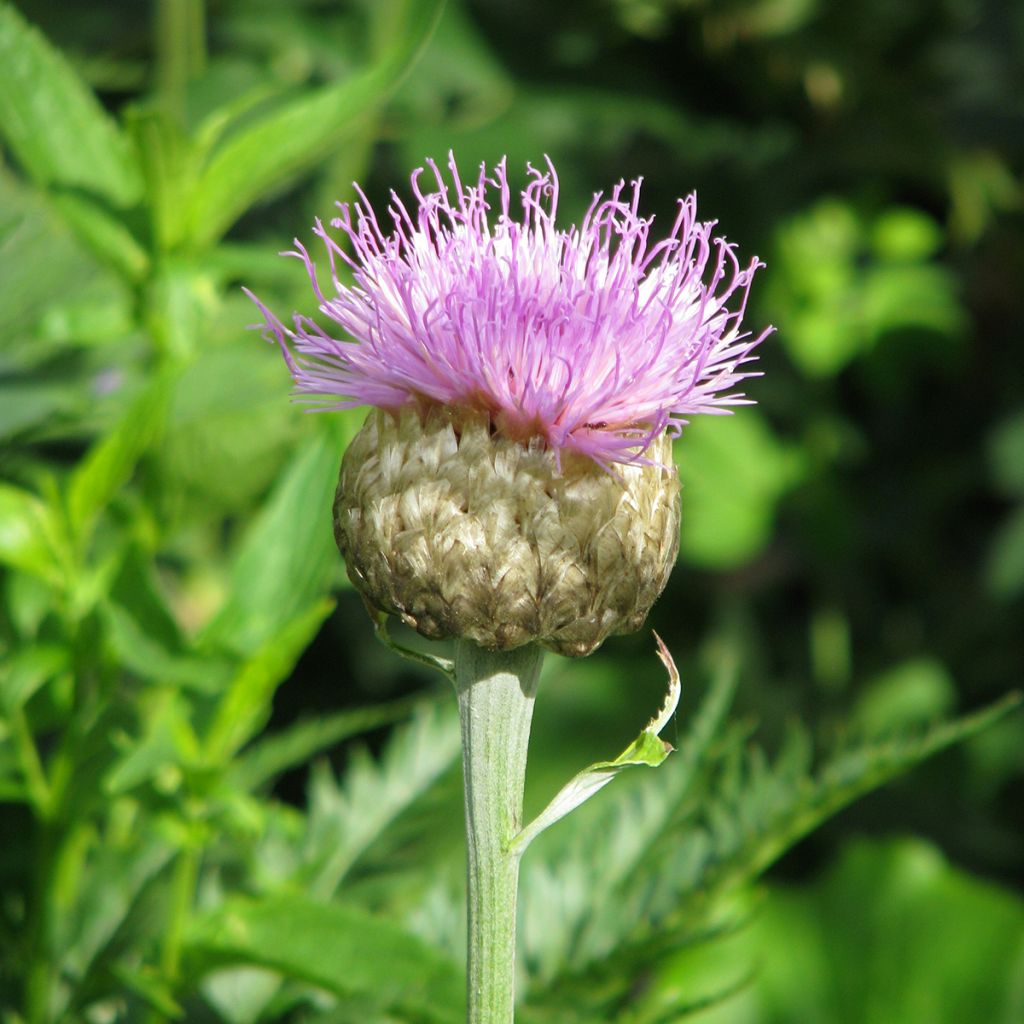 Stemmacantha centaureoides Major