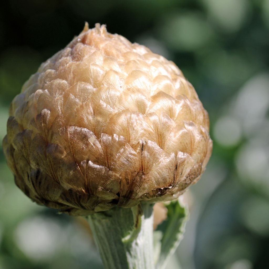 Stemmacantha centaureoides Major