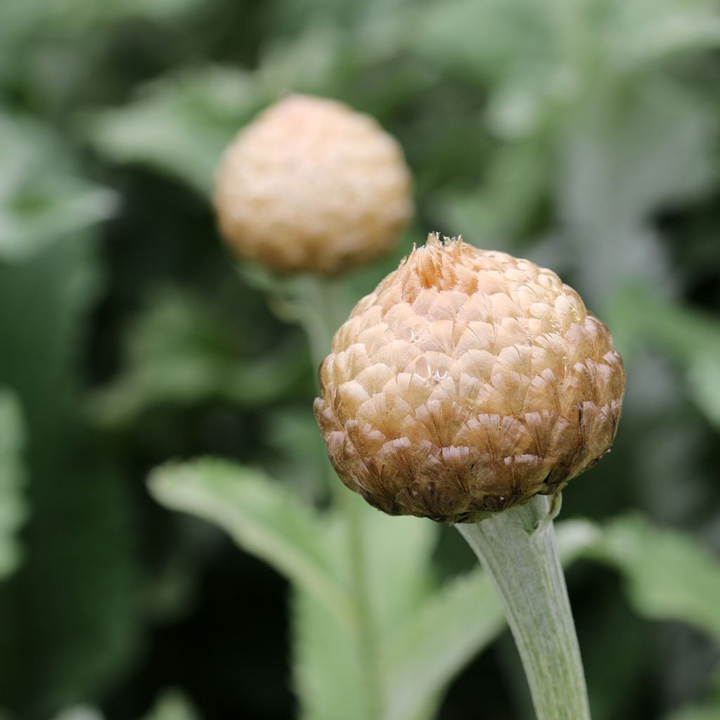 Stemmacantha centaureoides Major