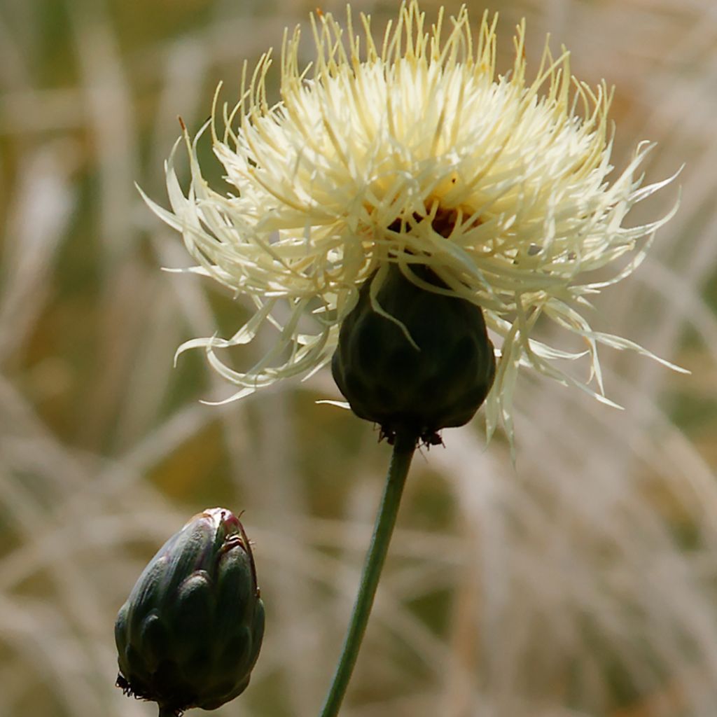 Centaurea ruthenica