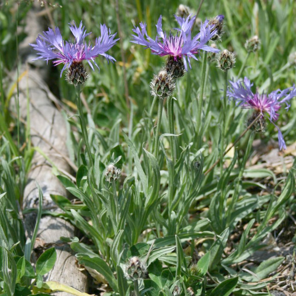 Centaurée, Centaurea triumfettii ssp. stricta