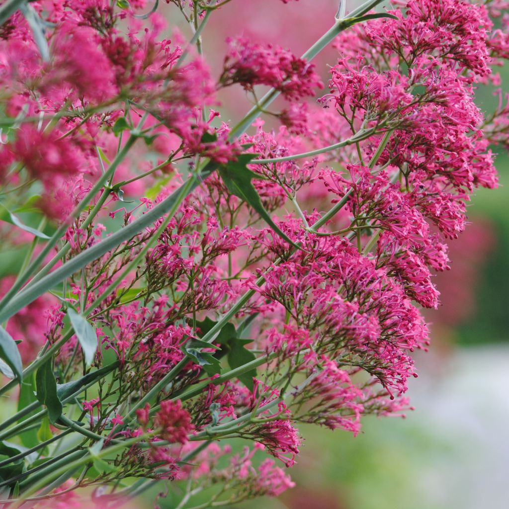 Valériane rose, Centranthus ruber