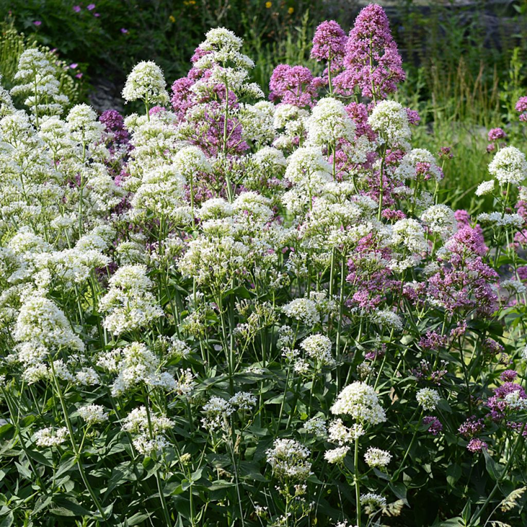 Centranthus ruber Albus - Hierba de San Jorge