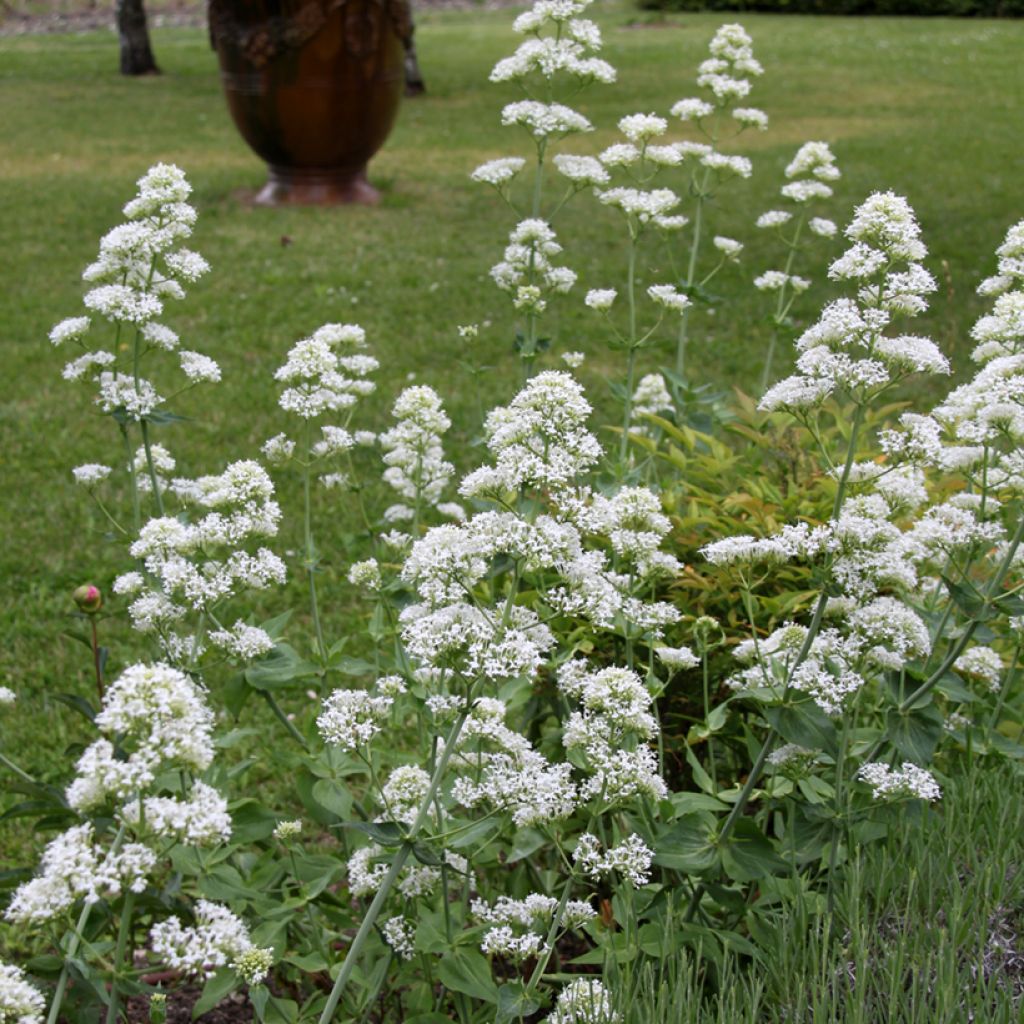 Centranthus ruber Albus - Hierba de San Jorge