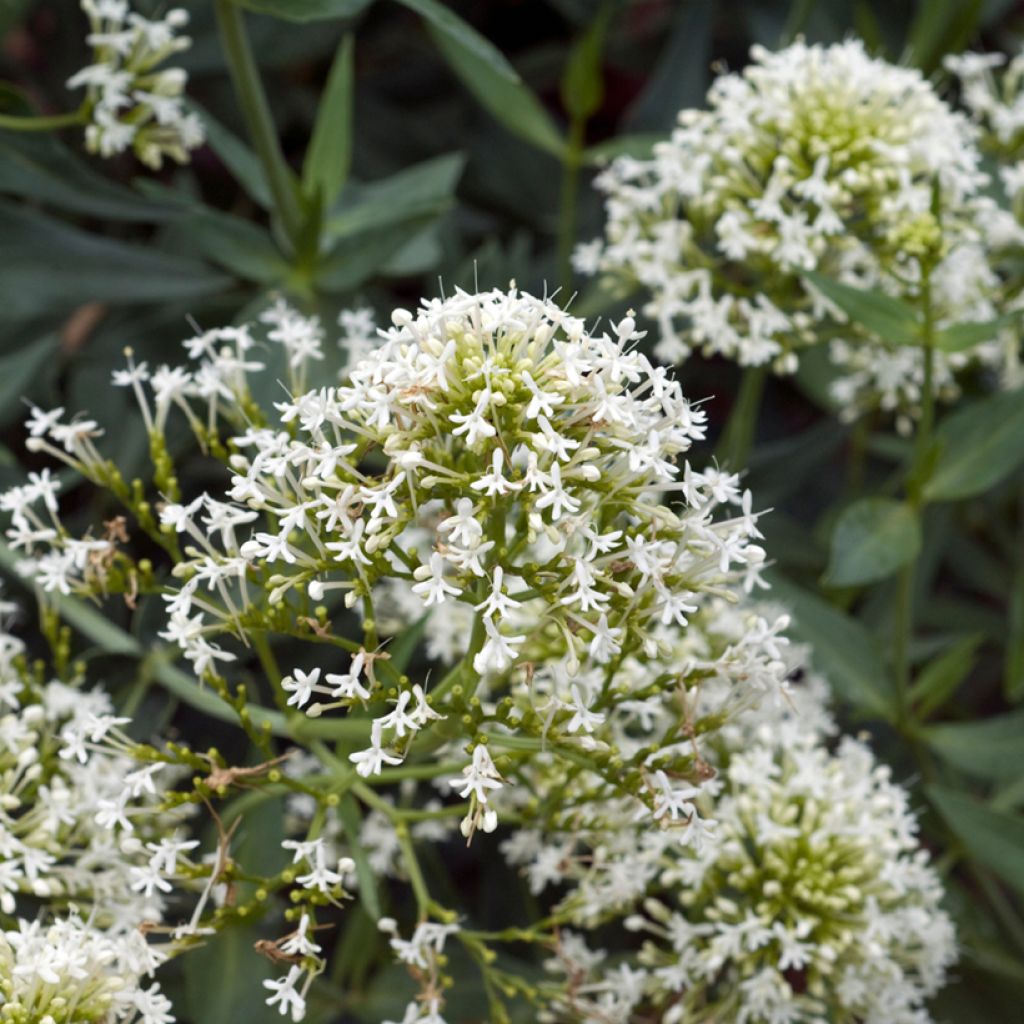 Centranthus ruber Albus - Hierba de San Jorge