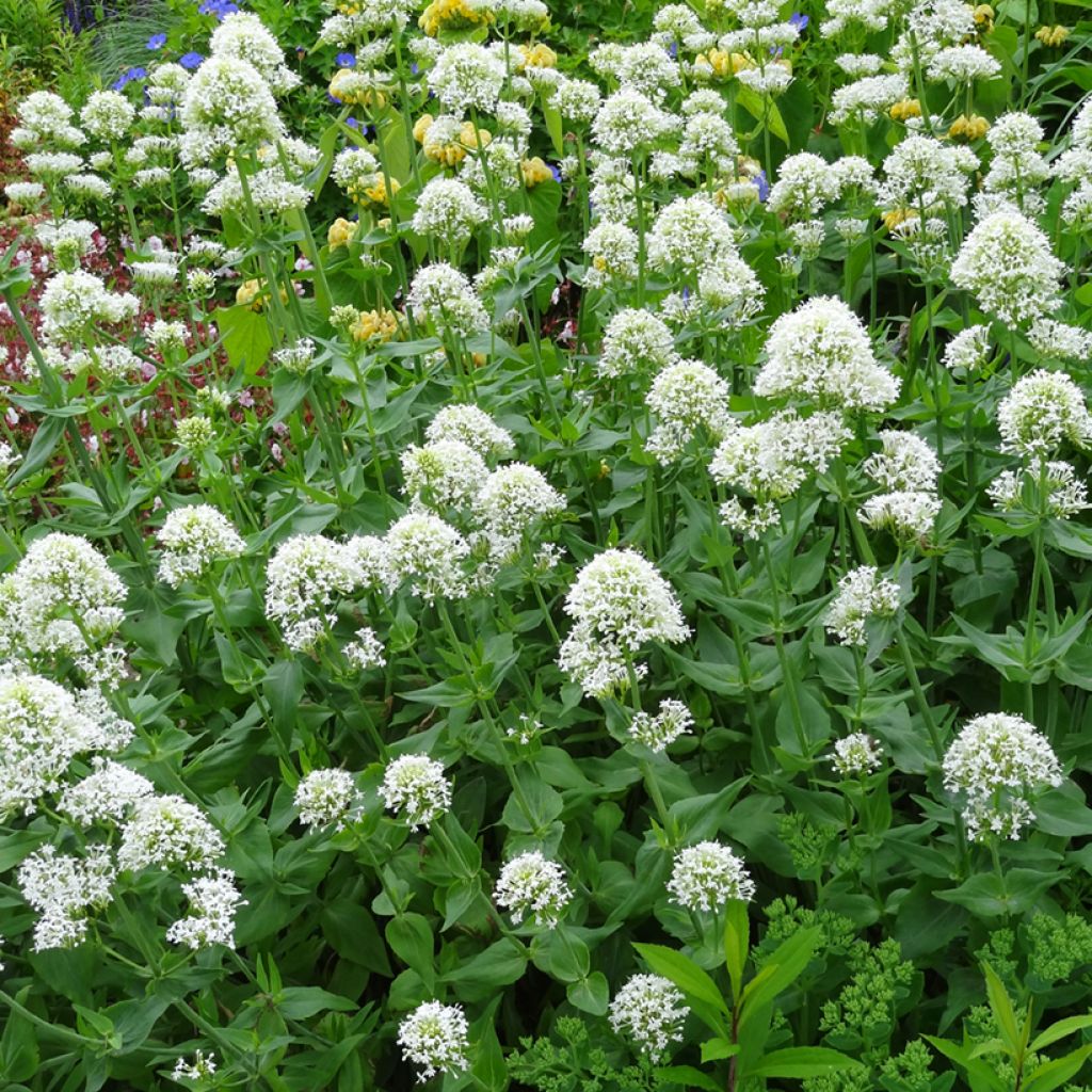 Centranthus ruber Albus - Hierba de San Jorge