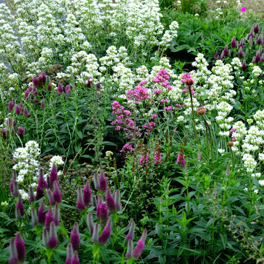 Centranthus ruber Albus - Hierba de San Jorge