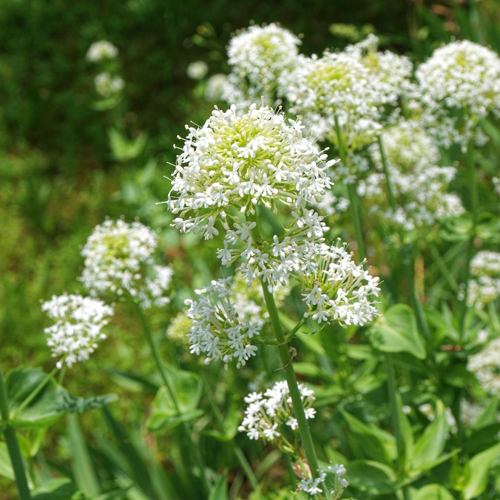 Centranthus ruber Albus - Hierba de San Jorge