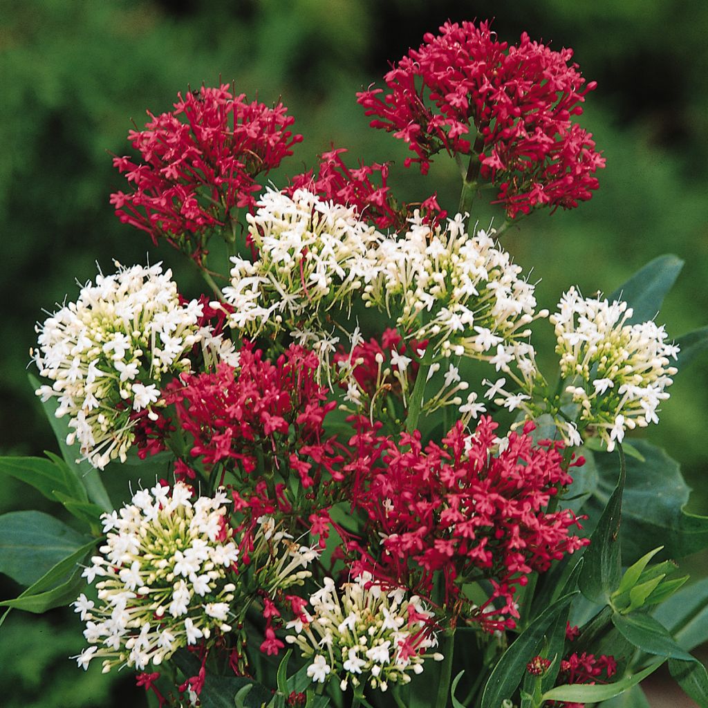 Graines de Valériane des jardins en mélange - Centrantus ruber 