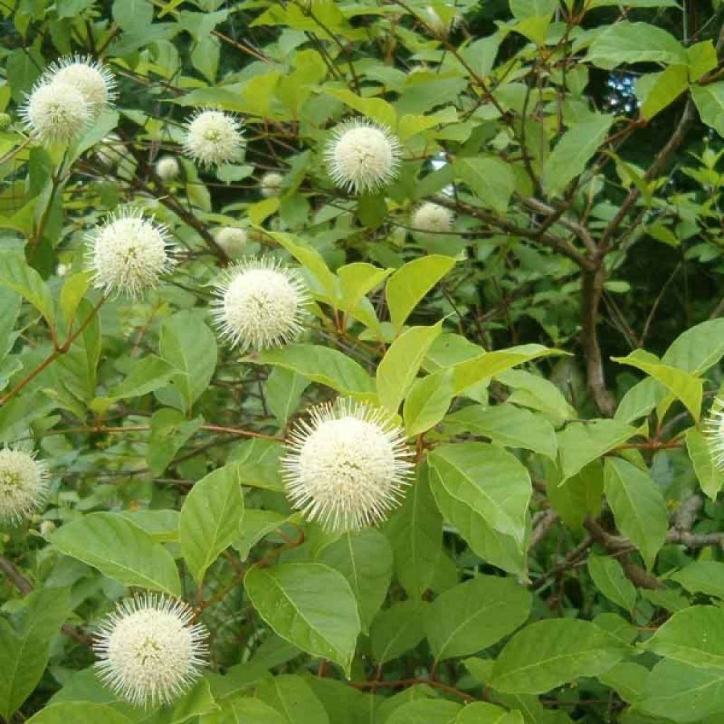 Cephalanthus occidentalis - Aroma de laguna