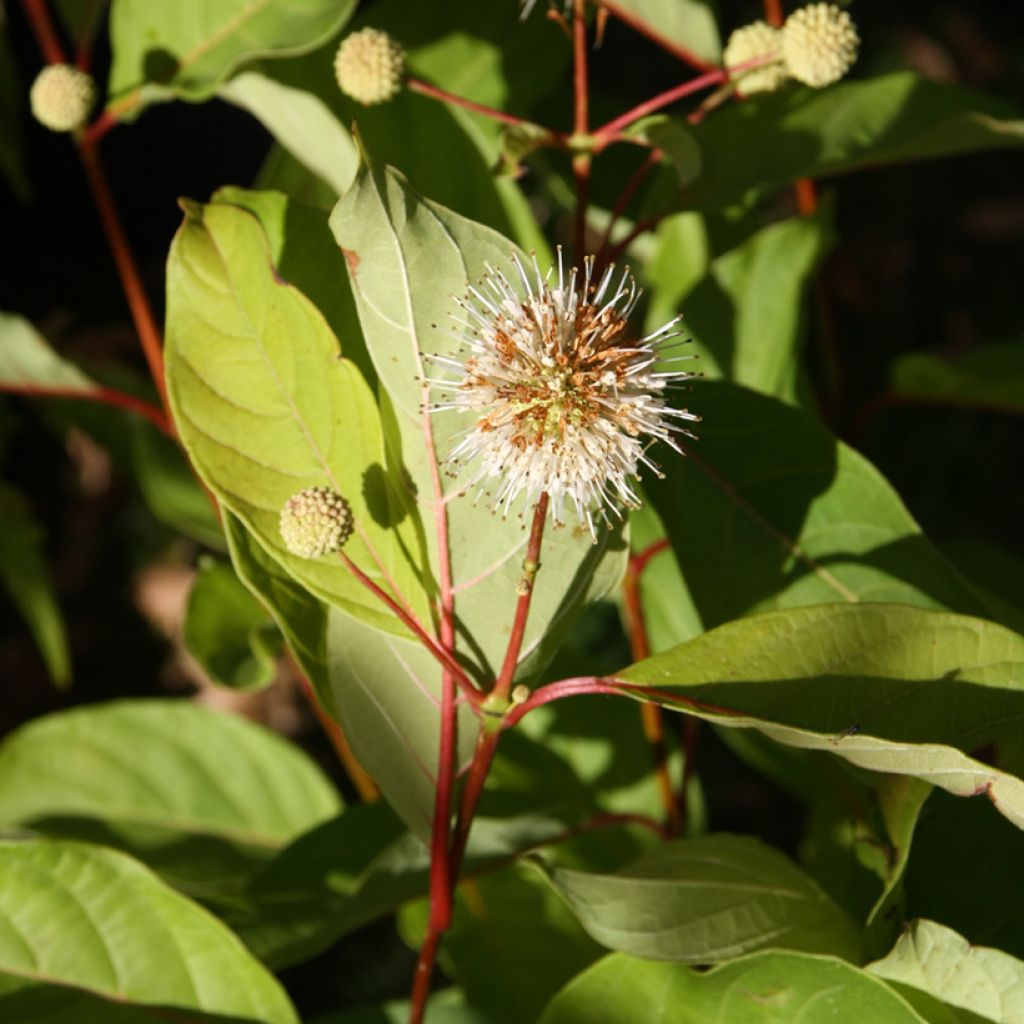 Cephalanthus occidentalis - Aroma de laguna