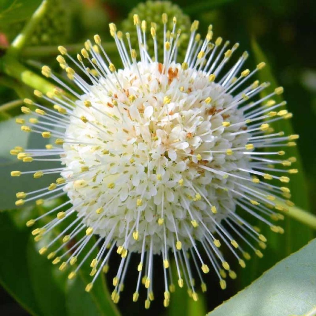 Cephalanthus occidentalis - Aroma de laguna