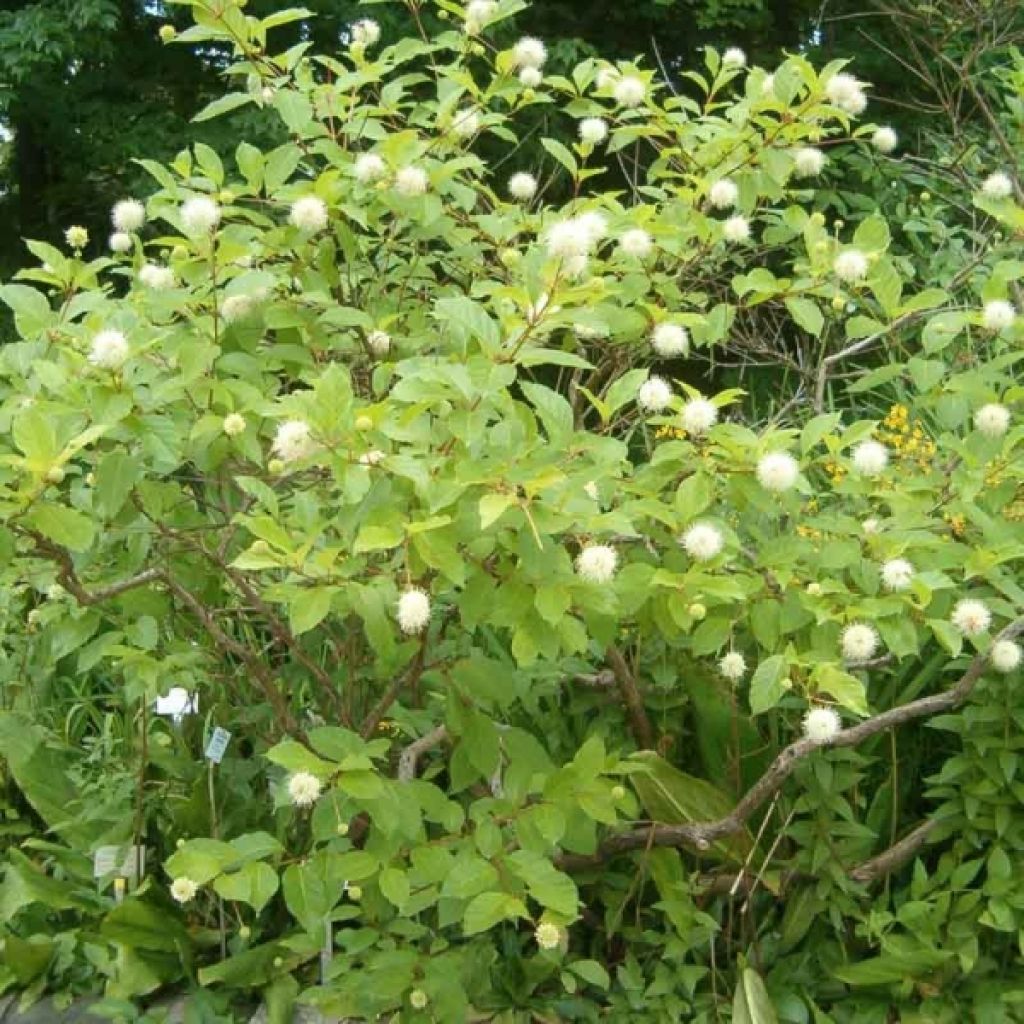 Cephalanthus occidentalis - Aroma de laguna