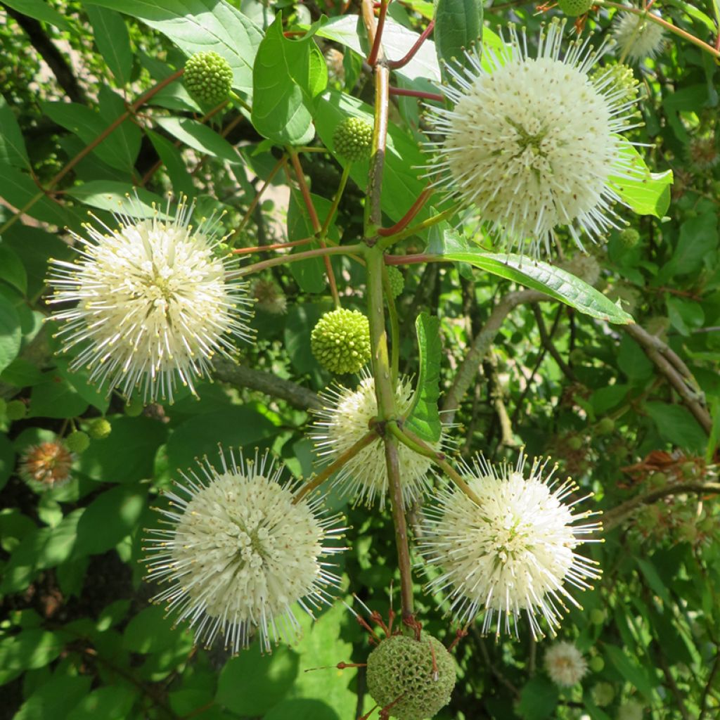 Cephalanthus occidentalis Moonlight Fantasy - Aroma de laguna