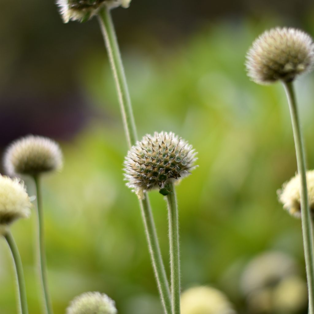 Cephalaria alpina - Cefalaria amarilla