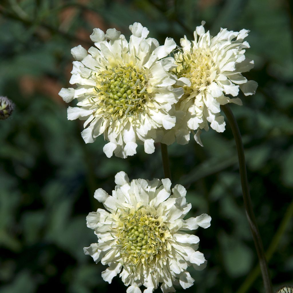 Cephalaria alpina - Cefalaria amarilla