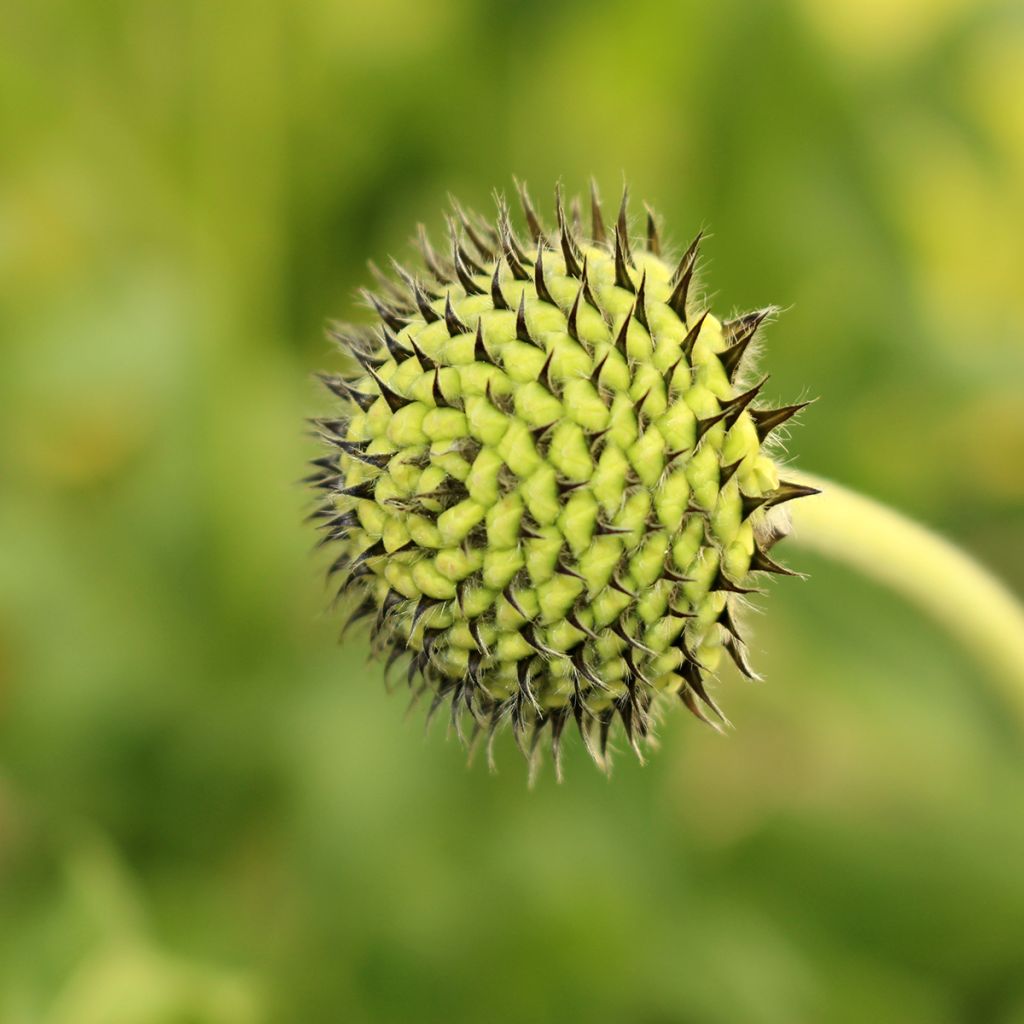 Cephalaria alpina - Cefalaria amarilla