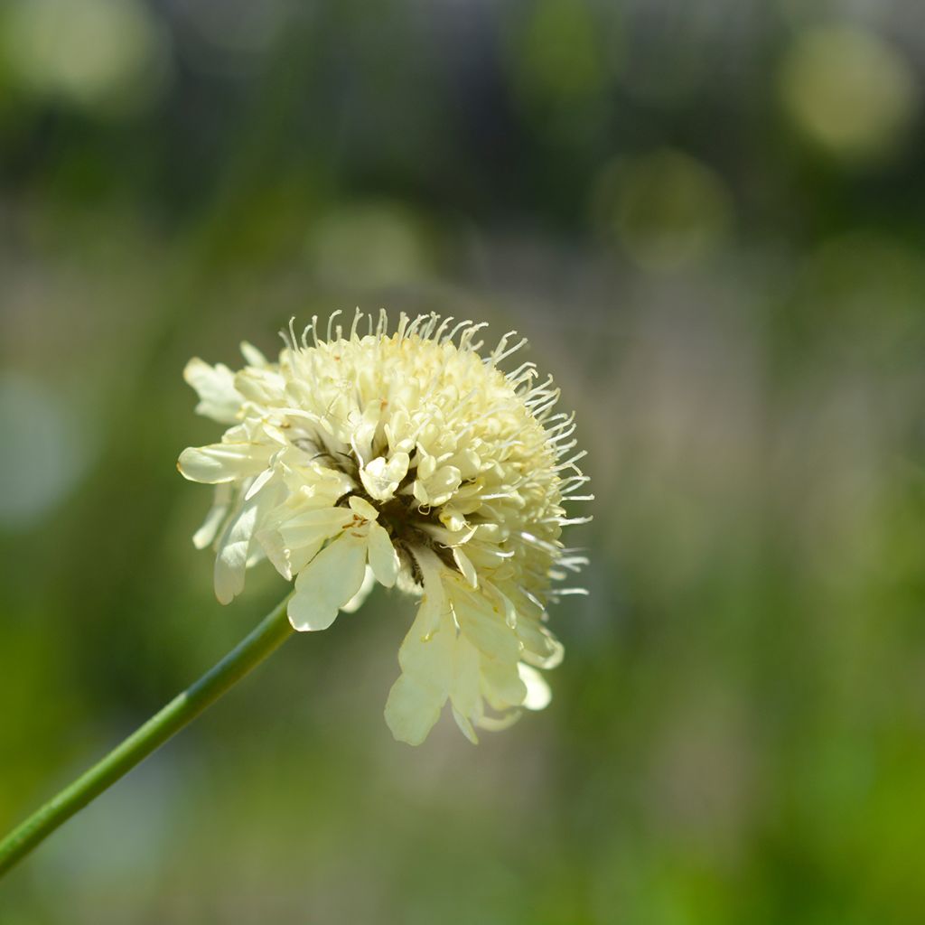 Cephalaria gigantea - Escabiosa gigante