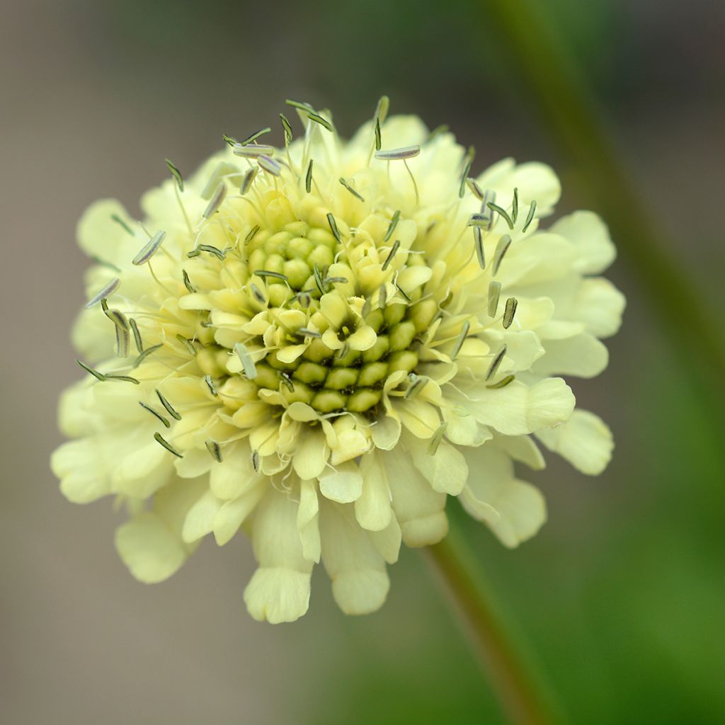 Cephalaria gigantea - Escabiosa gigante