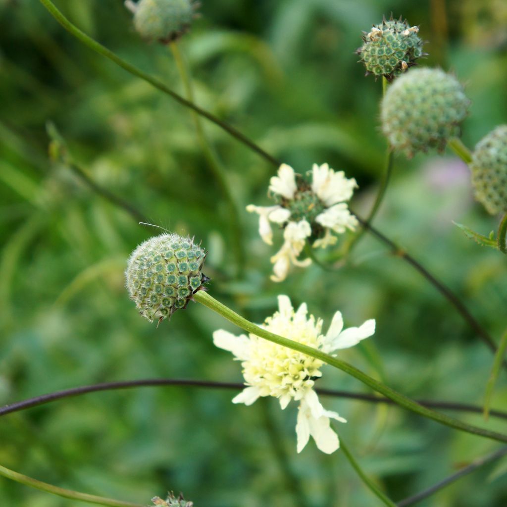 Cephalaria gigantea - Escabiosa gigante