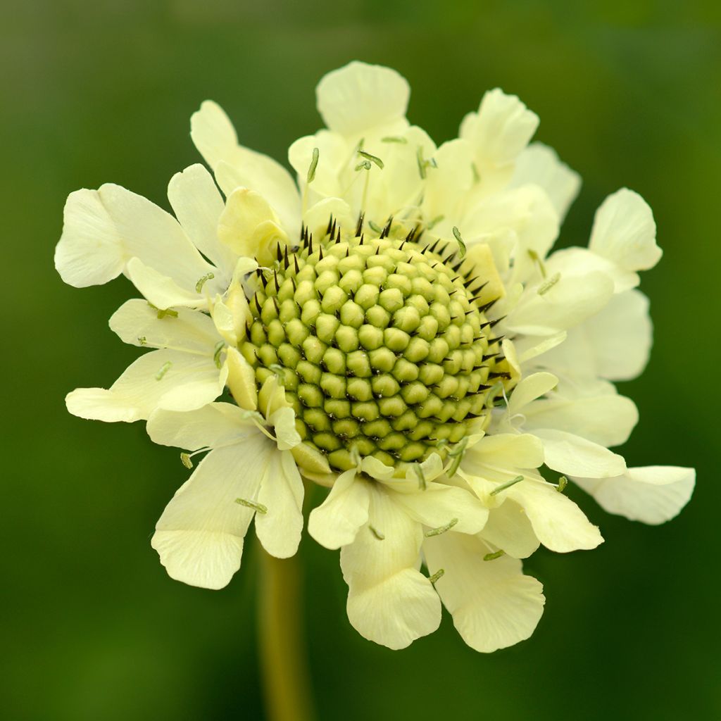 Cephalaria gigantea - Escabiosa gigante