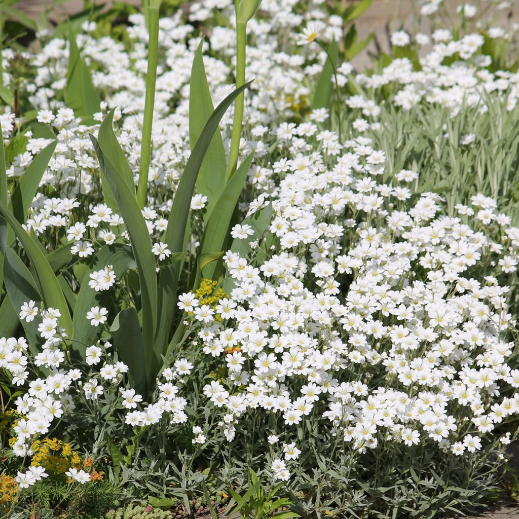 Cerastium biebersteinii - Cerastio