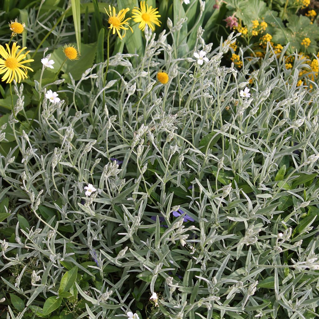 Cerastium biebersteinii - Cerastio