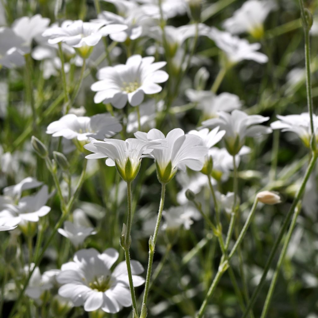 Cerastium biebersteinii - Cerastio