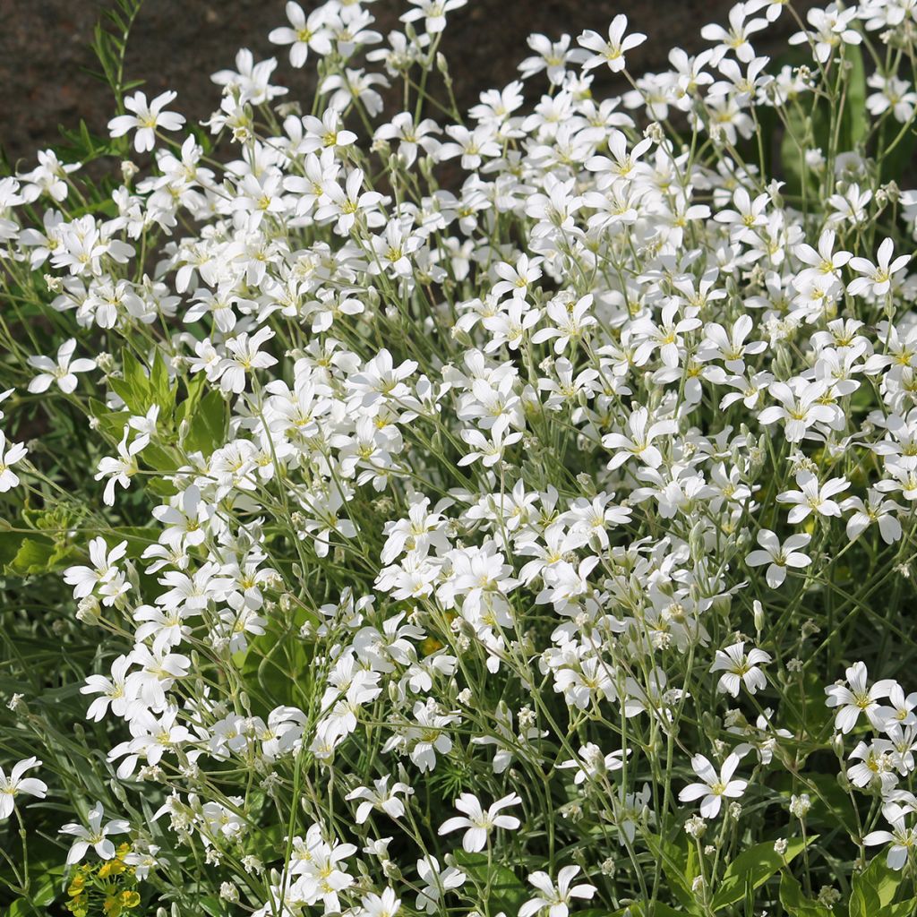 Cerastium biebersteinii - Cerastio