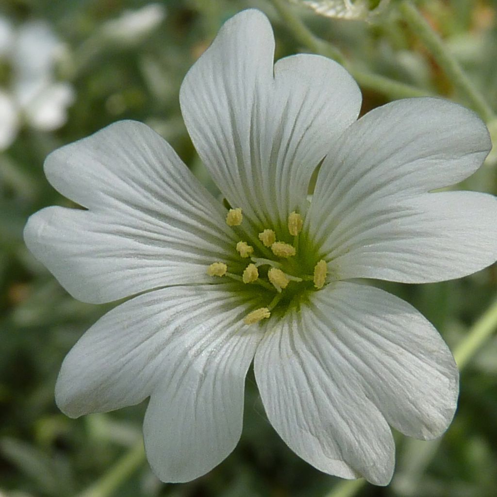 Cerastium tomentosum Yo Yo - Canastilla de plata