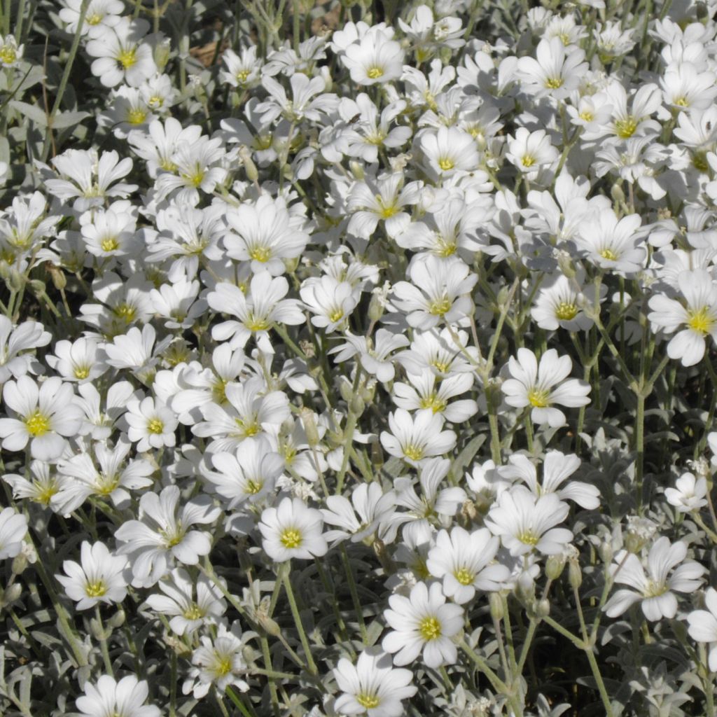 Cerastium tomentosum Yo Yo - Canastilla de plata