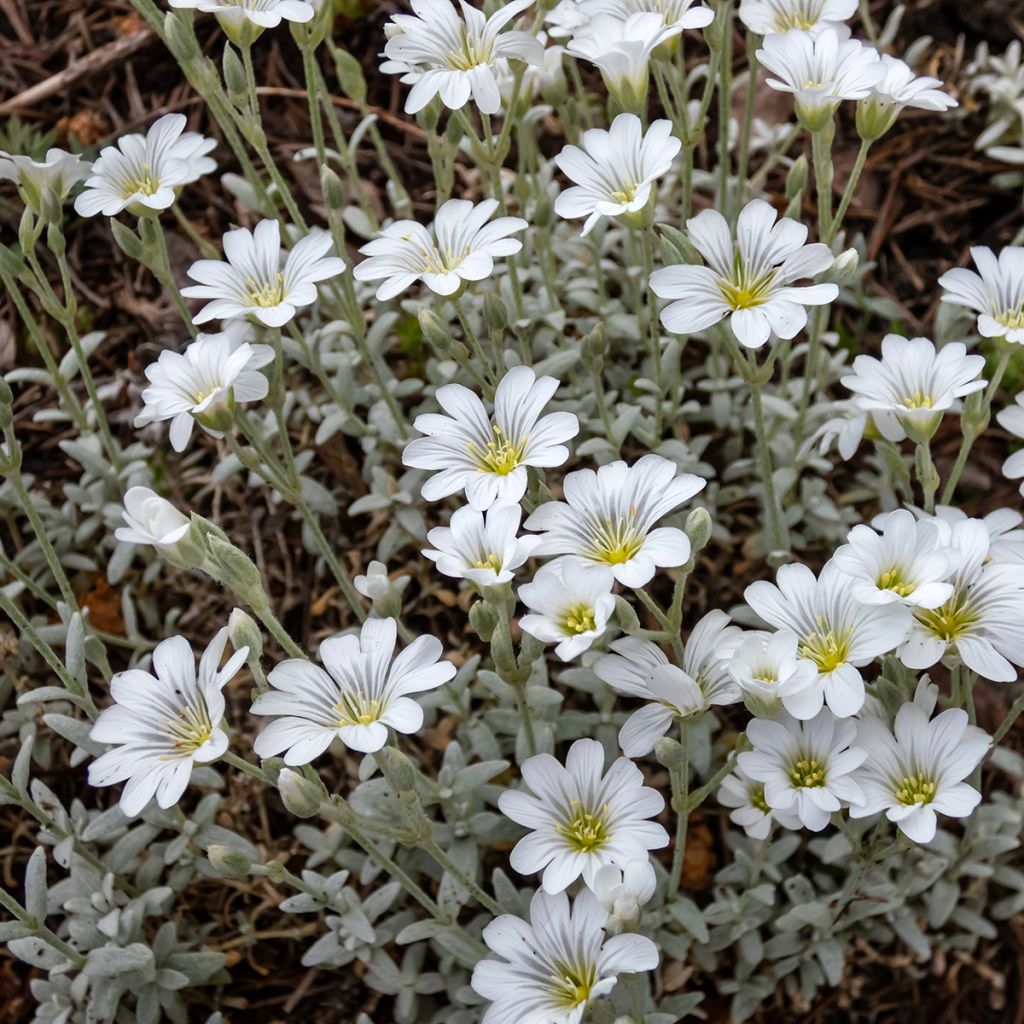 Cerastium tomentosum var columnae - Canastilla de plata