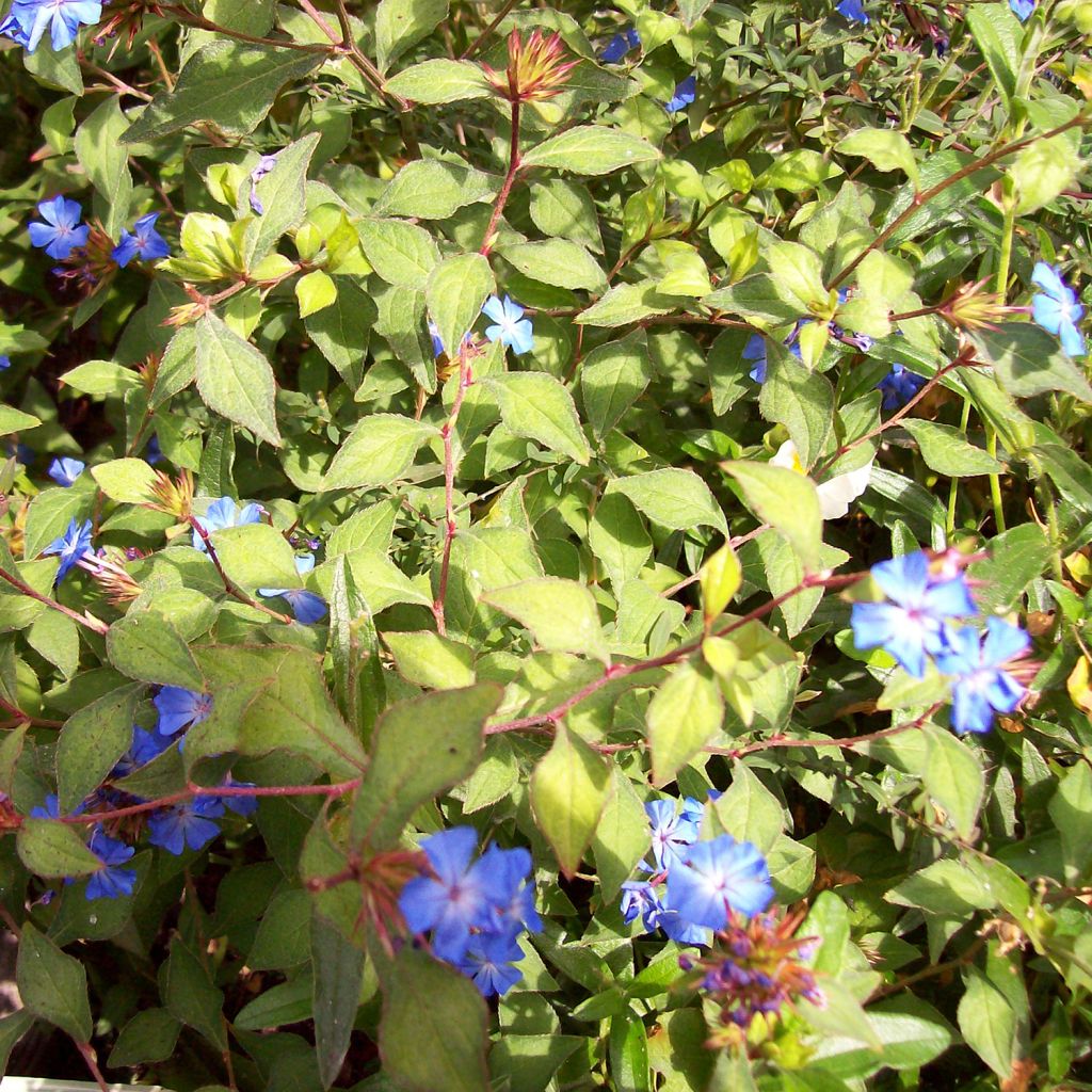 Ceratostigma griffithii - Falso plumbago