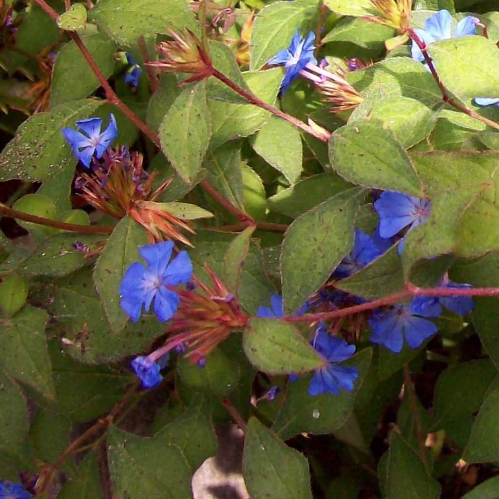 Ceratostigma griffithii - Falso plumbago