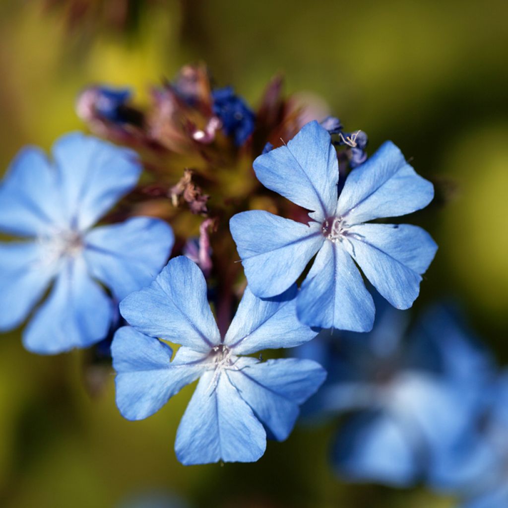 Ceratostigma griffithii - Falso plumbago