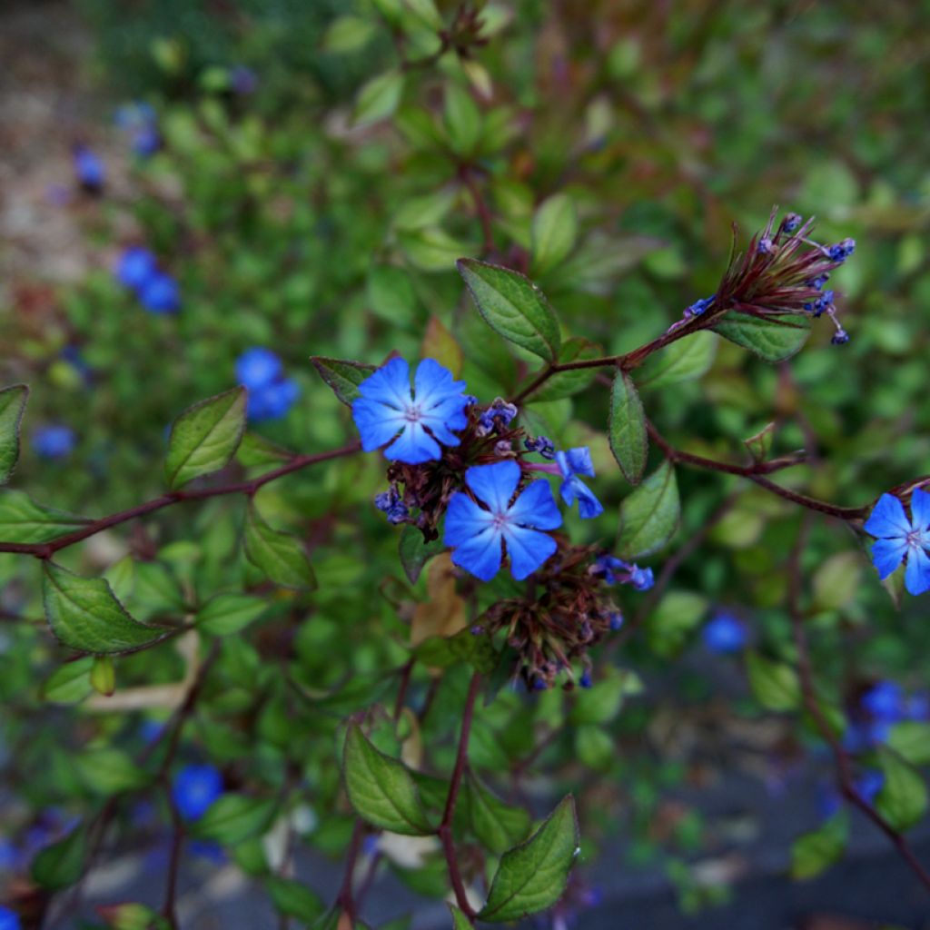 Ceratostigma griffithii - Falso plumbago