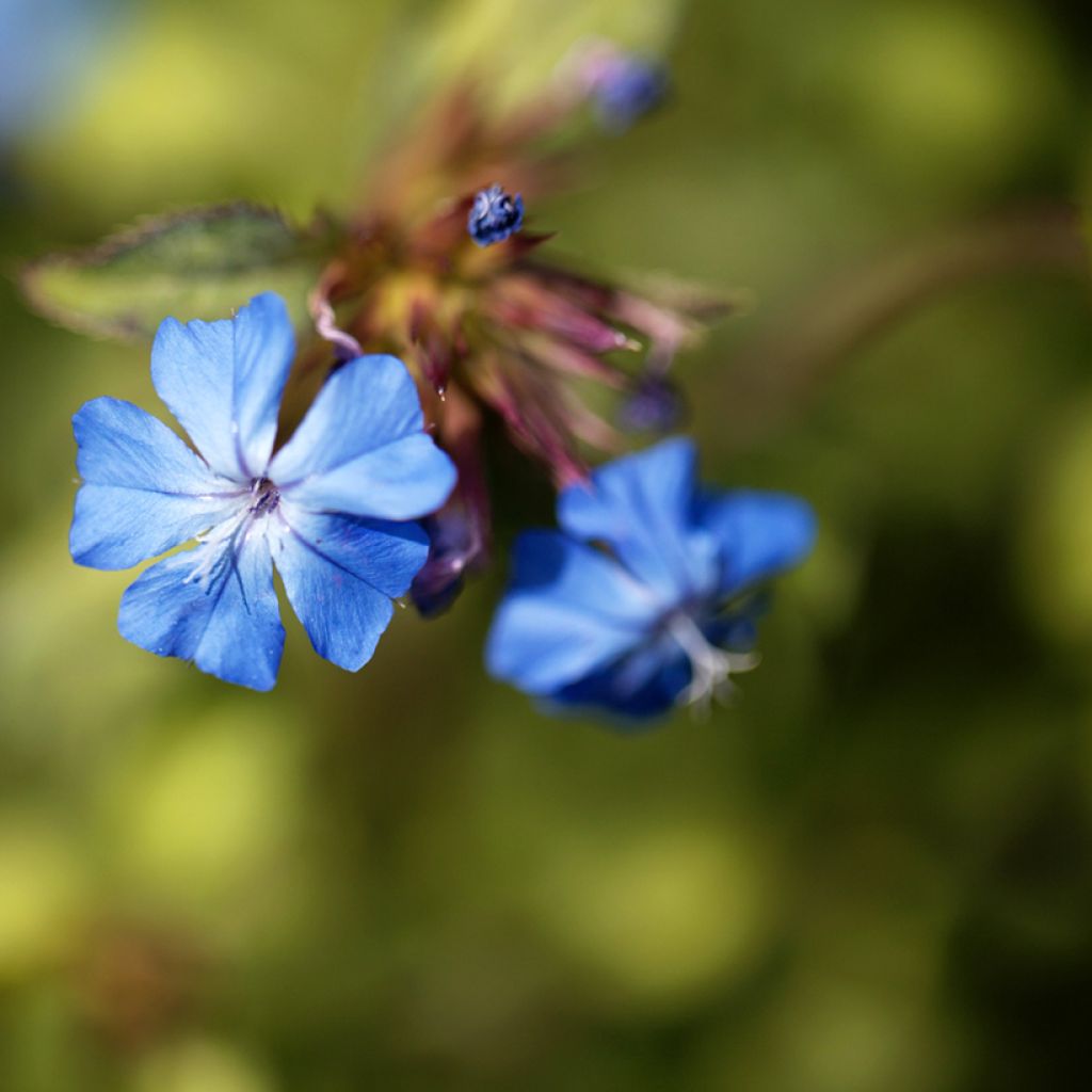 Ceratostigma griffithii - Falso plumbago