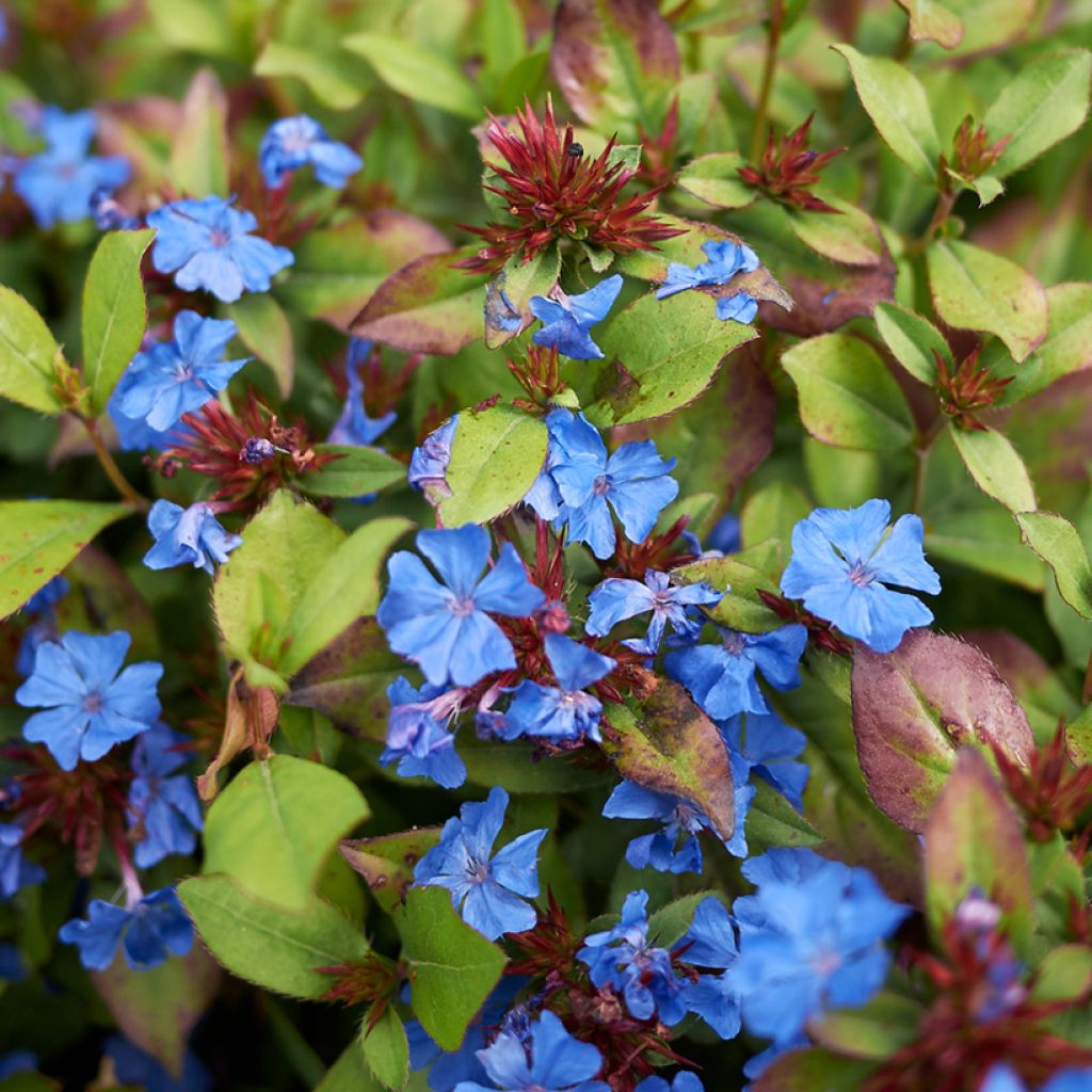 Ceratostigma plumbaginoides - Falso plumbago