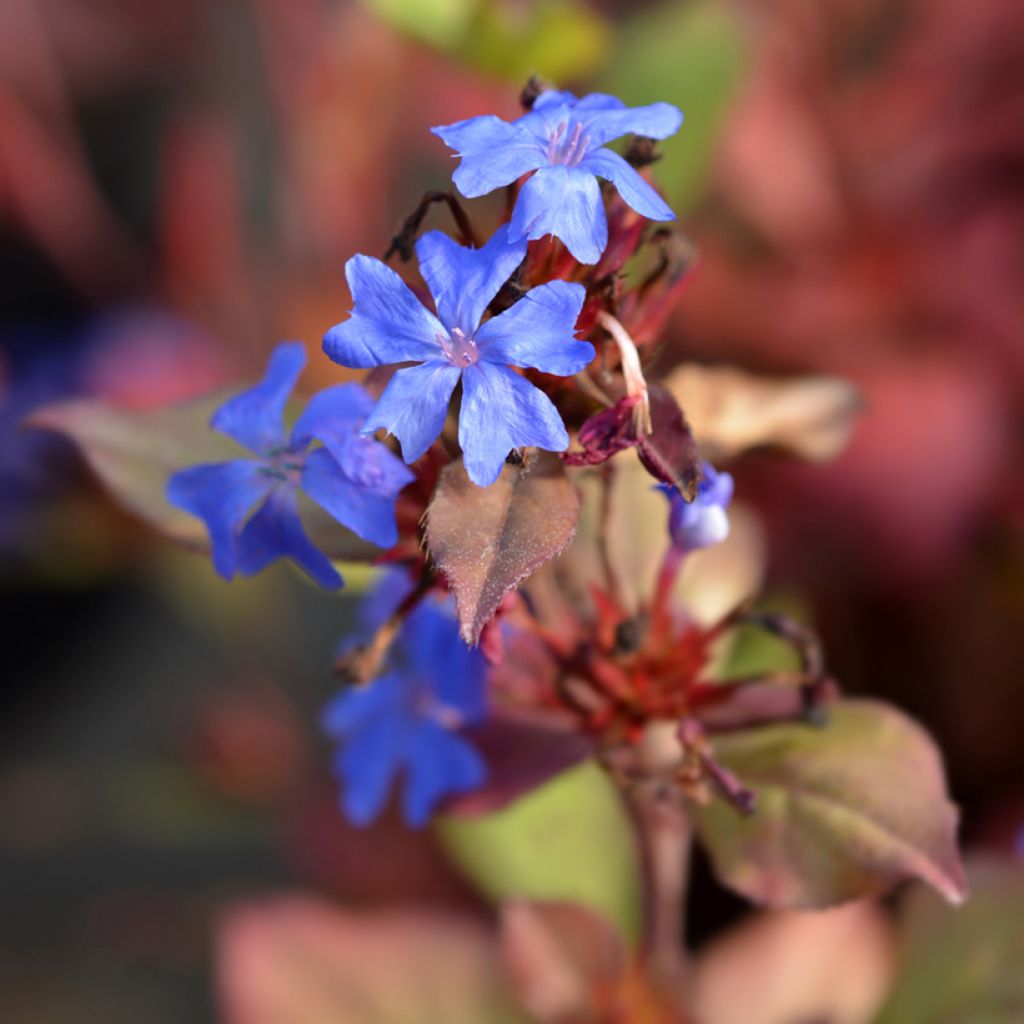 Ceratostigma plumbaginoides - Falso plumbago