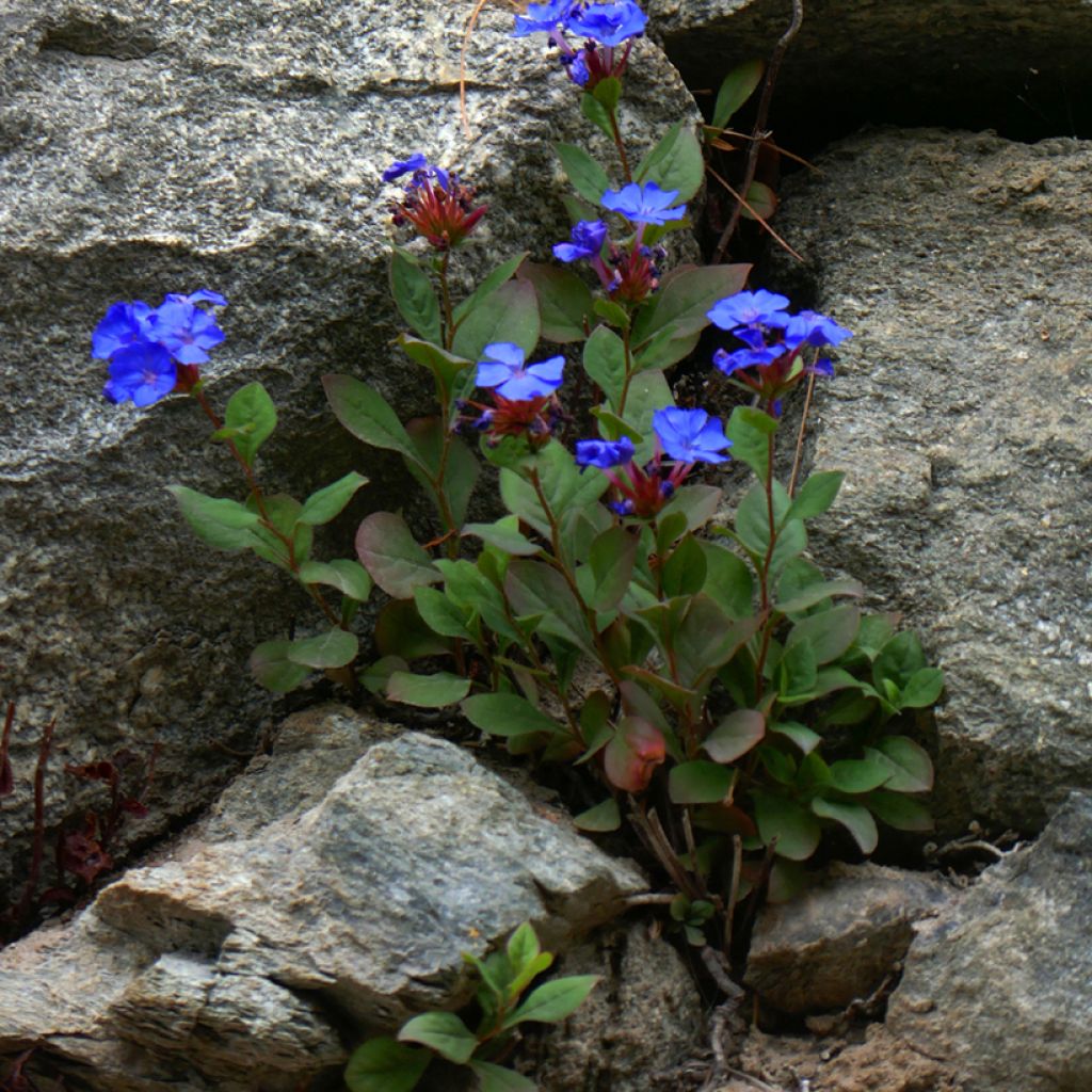 Ceratostigma plumbaginoides - Falso plumbago