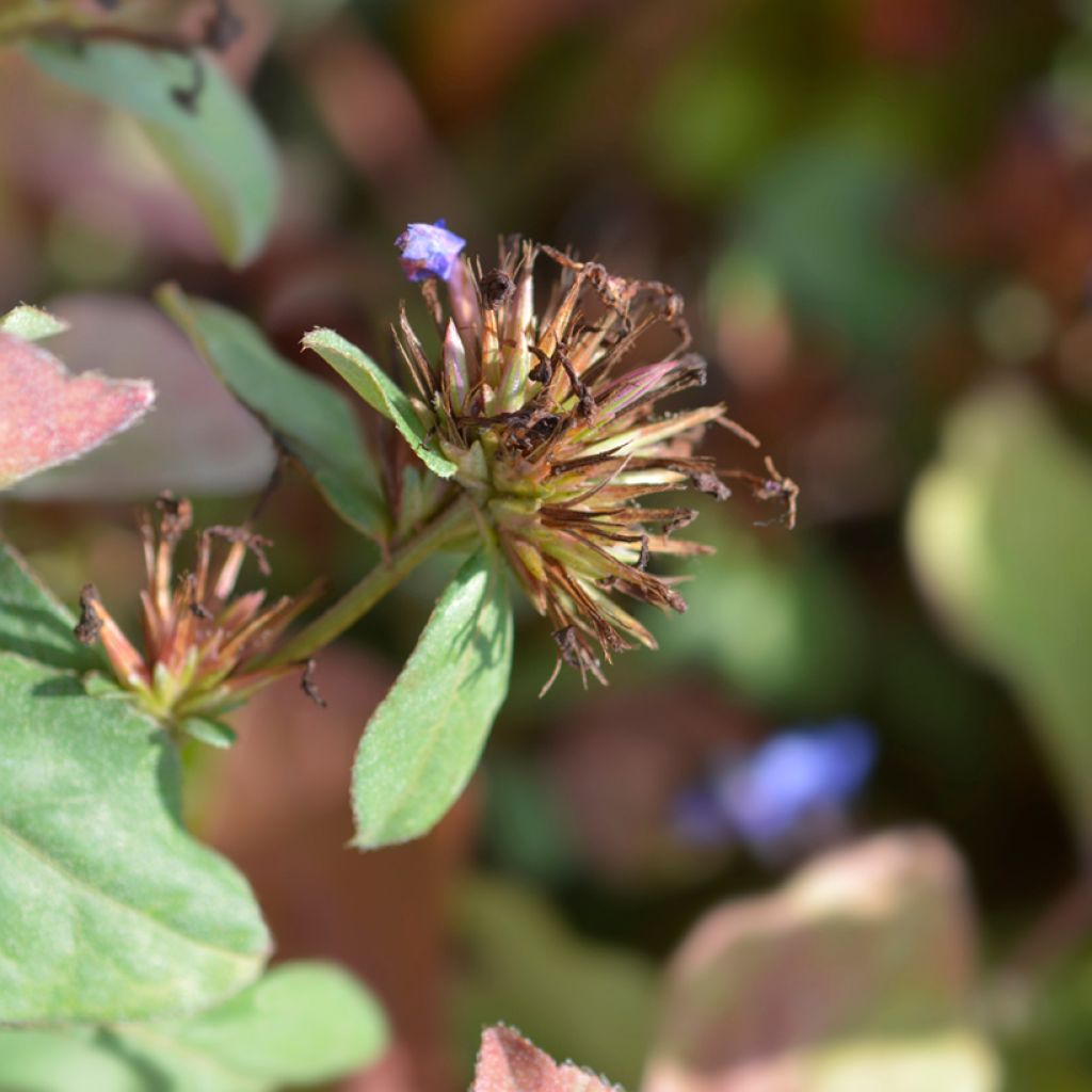 Ceratostigma plumbaginoides - Falso plumbago