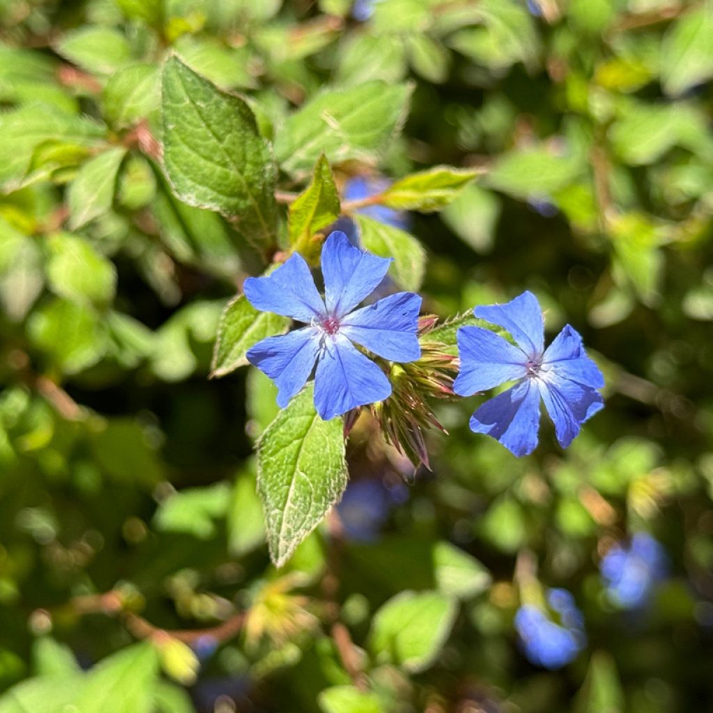 Ceratostigma plumbaginoides - Falso plumbago