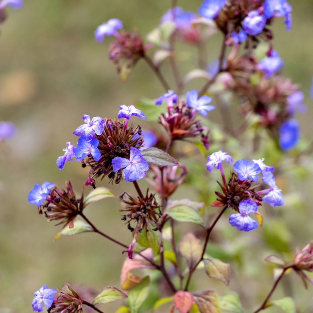 Ceratostigma willmottianum - Plumbago chino